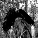 -Crow-