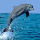dolphin111