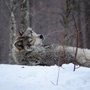 Vehrwolf