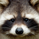 Raccoon