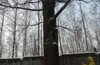 Зимняя TreeClimbing вылазка в ЛО