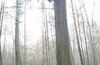 И снова TREECLIMBING в Лосином острове