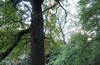 Осенний TREECLIMBING на закрытии RWB