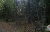 По осеннему лесу - "На велосипедах за грибами" 1Д