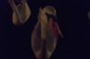 Золотая осень III Филевский парк - 1905 - Воробьевы - ПГ на чаепитие Традиционная Четверговая