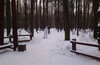 Ski walk in the park Timiryazevskiy