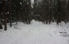 в лес месить снег