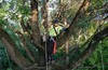 После рабочий TREECLIMBING в Леоновской роще