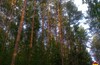 Подушкинский лес