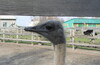 В Ясногородку, считать страусов