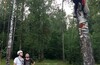 TREECLIMBING в МАЛИНО (рядом с Зеленоградом)