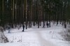 Лыжная прогулка в Мытищах Пироговского лесопарка