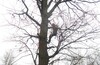 Внезапно TREECLIMBING в Малино!