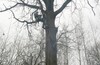 Внезапно TREECLIMBING в Малино!