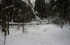 в лес месить снег