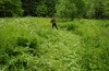 Разведка Пироговского лесопарка - ищем подходящие для триклайминга деревья