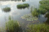 Бирюлевский дендропарк-Нижний Царицынский пруд