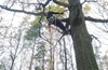 И снова TREECLIMBING в Лосином острове