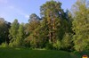 Подушкинский лес