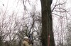 Внезапно TREECLIMBING в Малино!