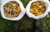 Едем за дарами природы - грибы