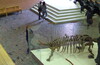 Палеонтологический музей , ресторани и настольные игры.